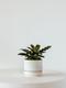 Calathea Rattlesnake