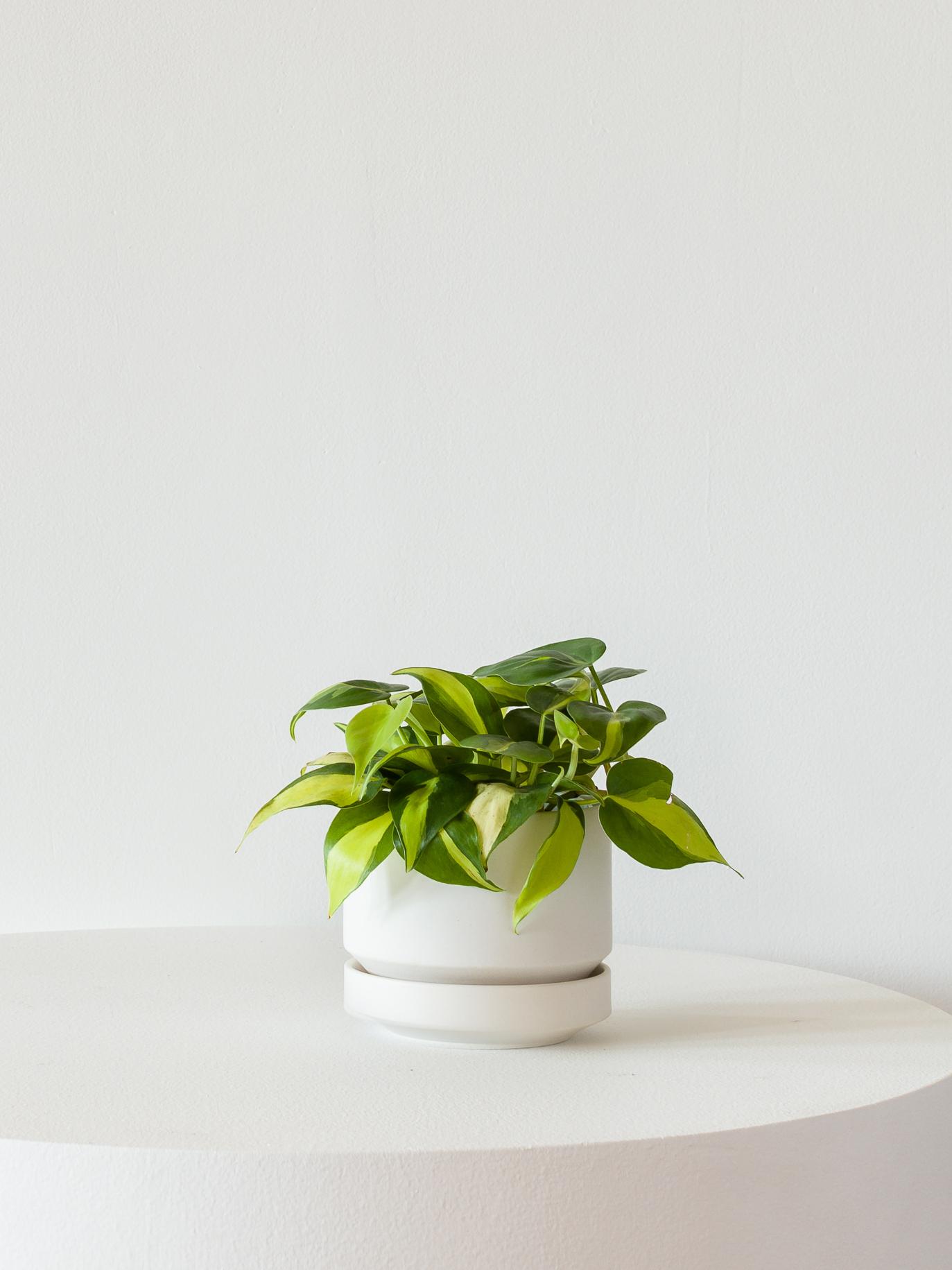 Philodendron Brasil - Scandinavian - White Scandinavian Ceramic 