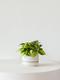 Philodendron Brasil