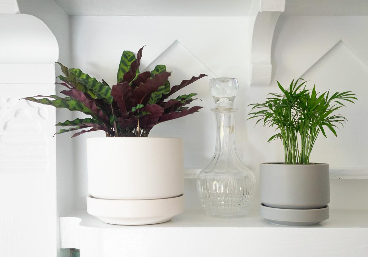 Calathea Rattlesnake - Scandinavian