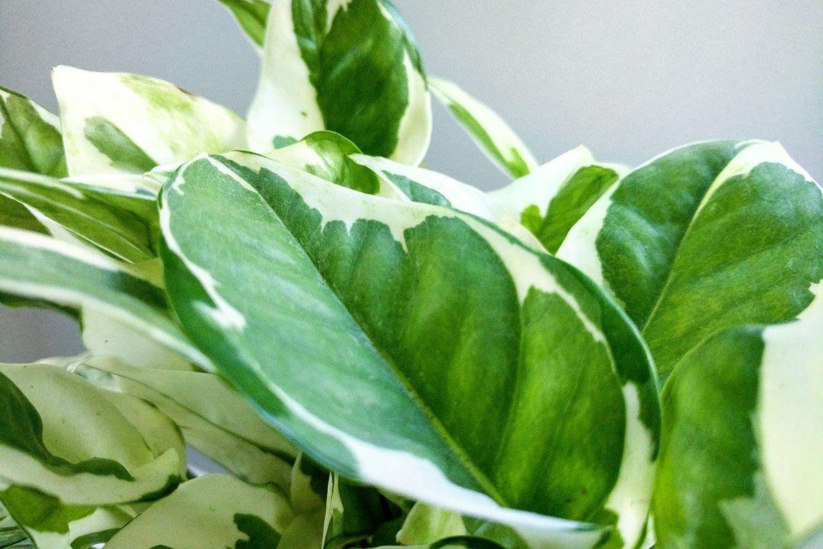 N'joy Pothos