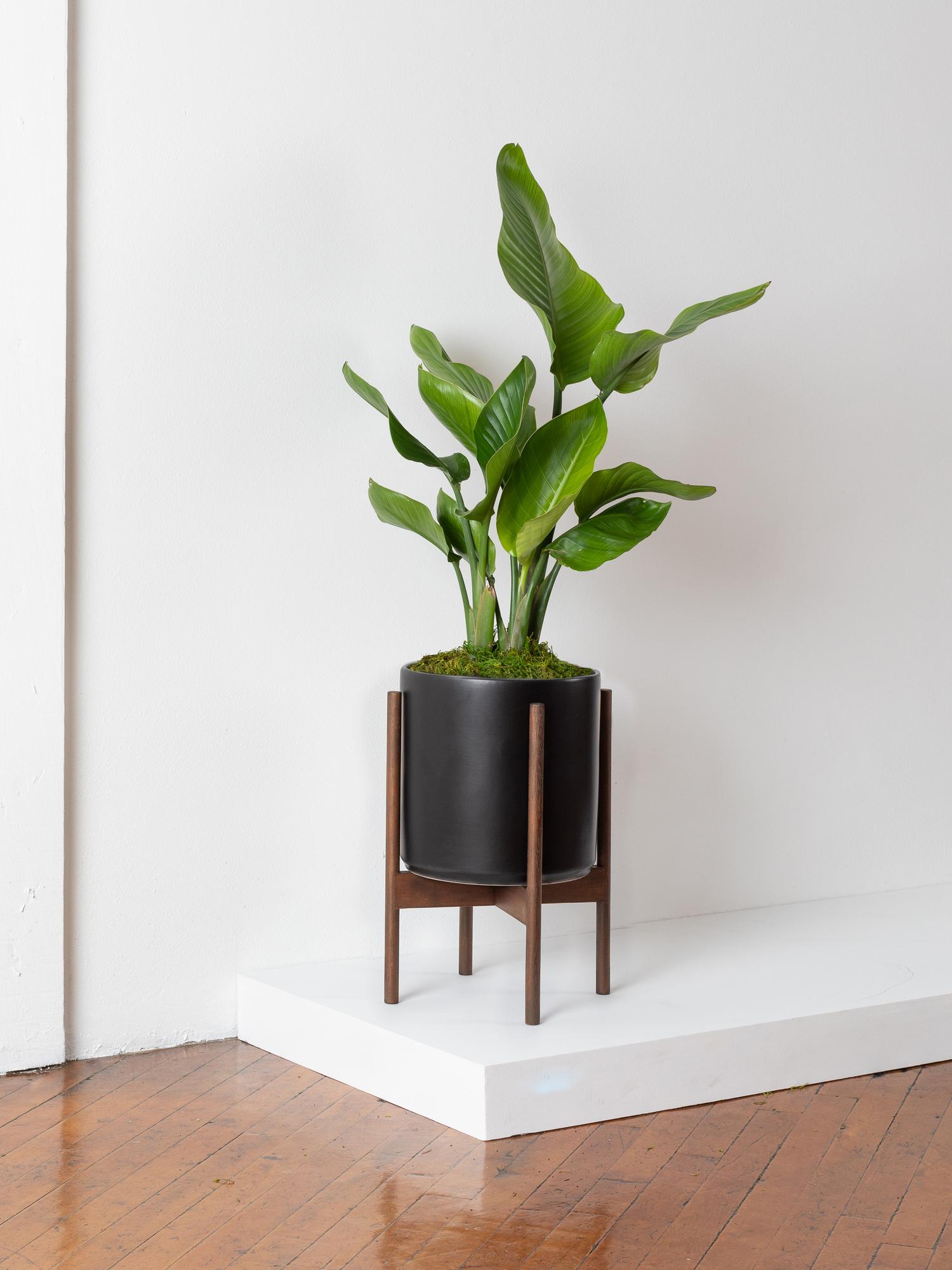 Bird of Paradise - Black Mid-Century Ceramic & Dark Wood Stand 
