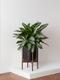 Silver Evergreen