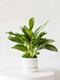 Silver Evergreen