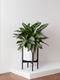 Silver Evergreen