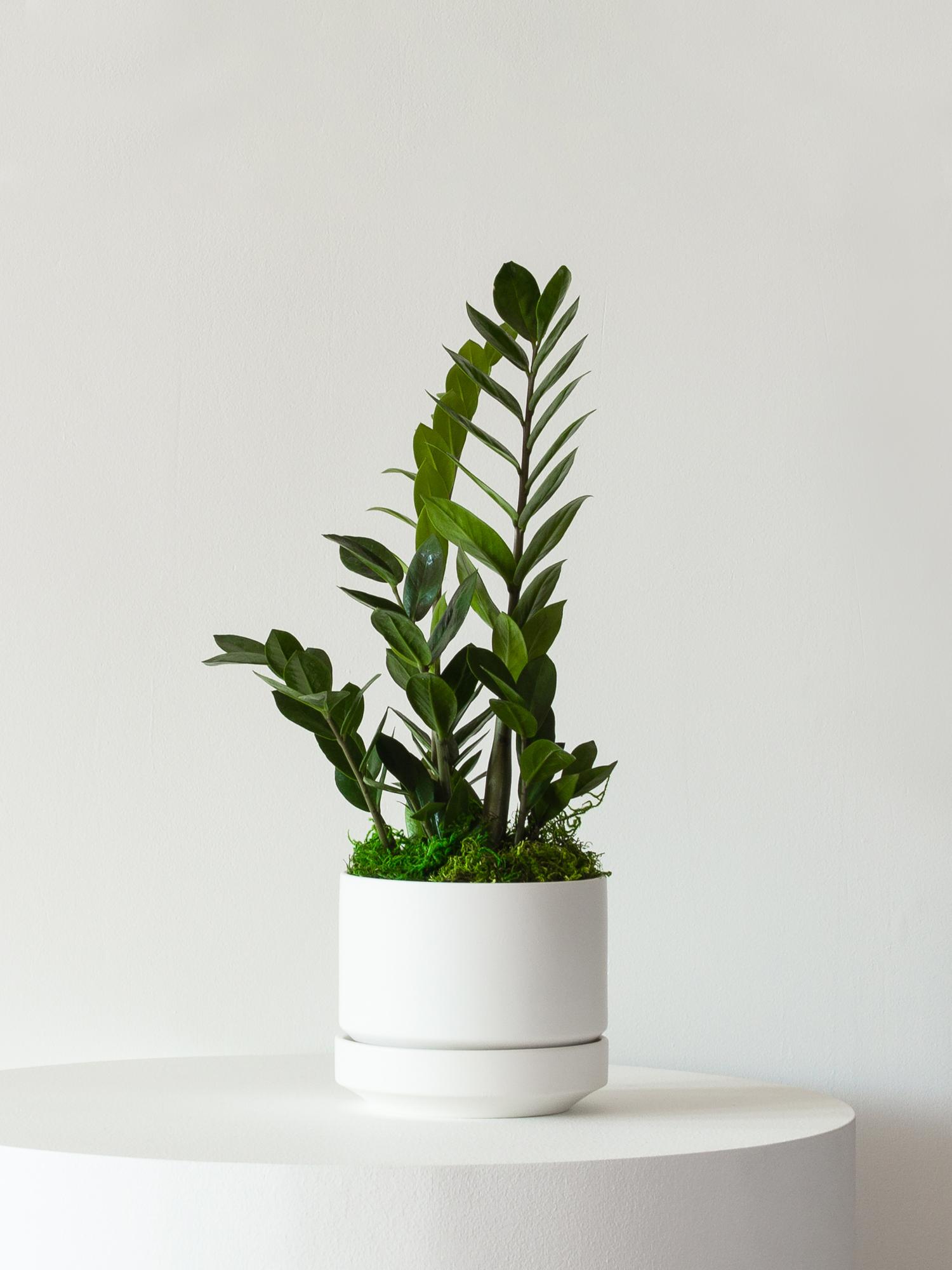 Zanzibar Gem - Scandinavian - White Scandinavian Ceramic 