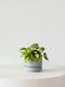 Philodendron Brasil