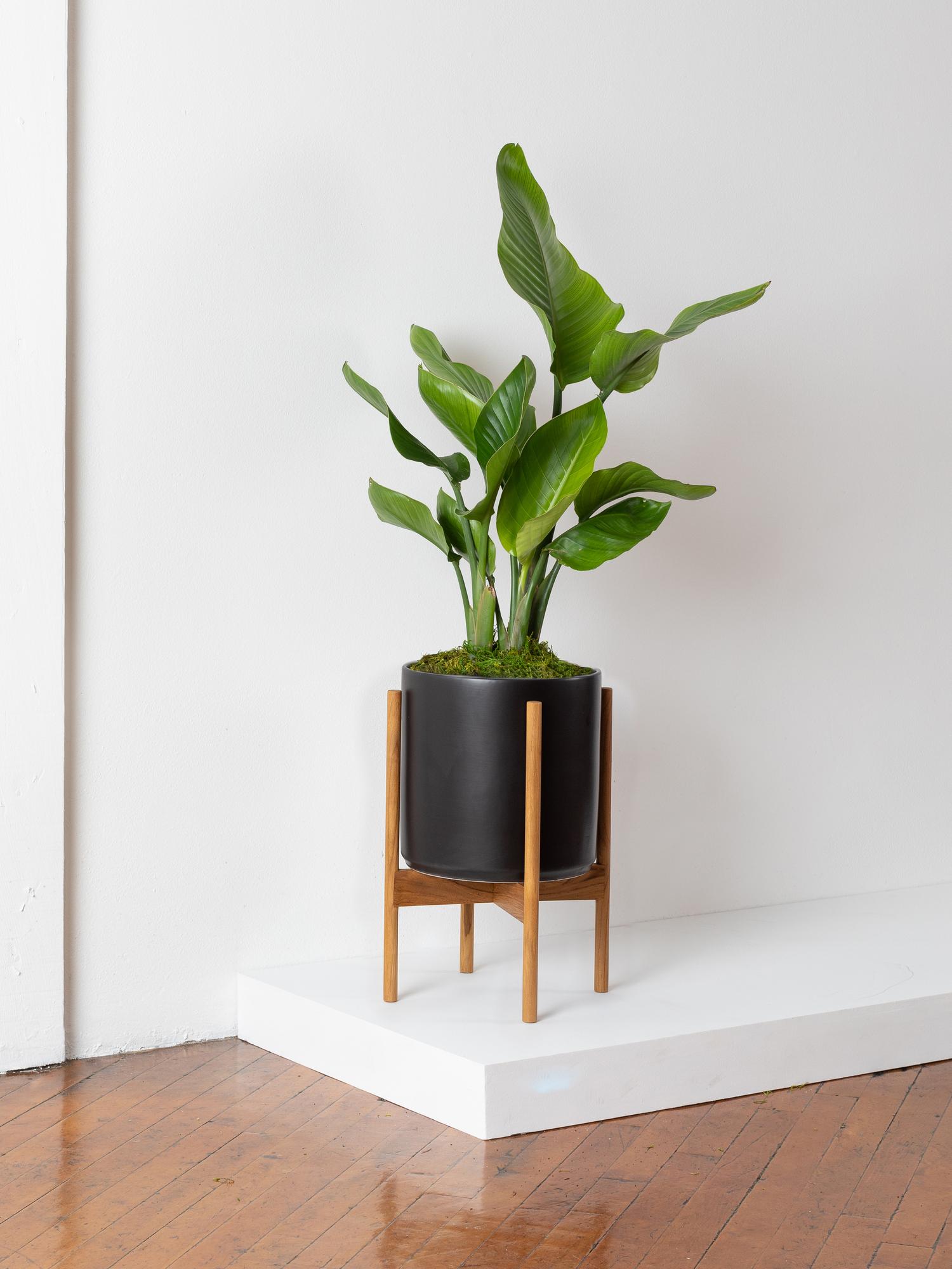 Bird of Paradise - Black Mid-Century Ceramic & Light Wood Stand 