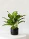 Silver Evergreen