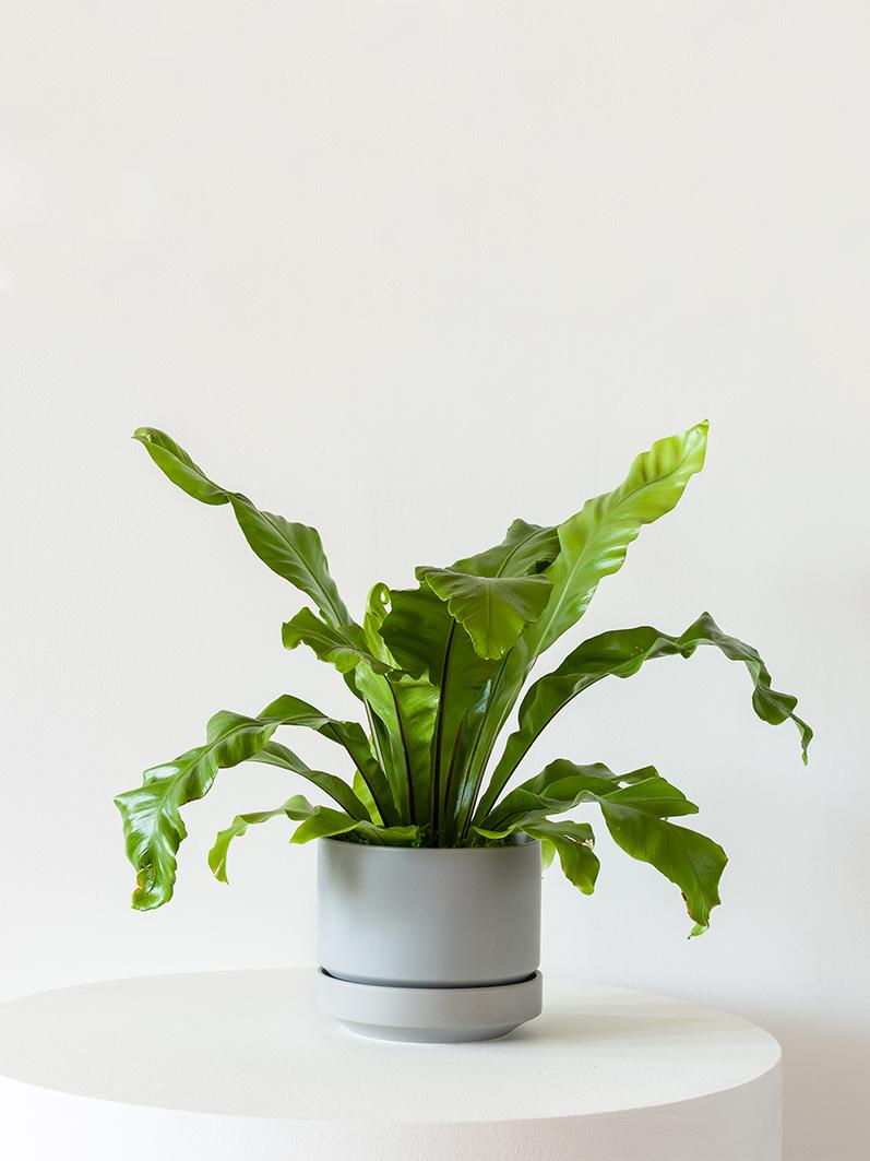 Bird's Nest Fern - Scandinavian - Gray Scandinavian Ceramic 