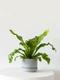 Bird's Nest Fern