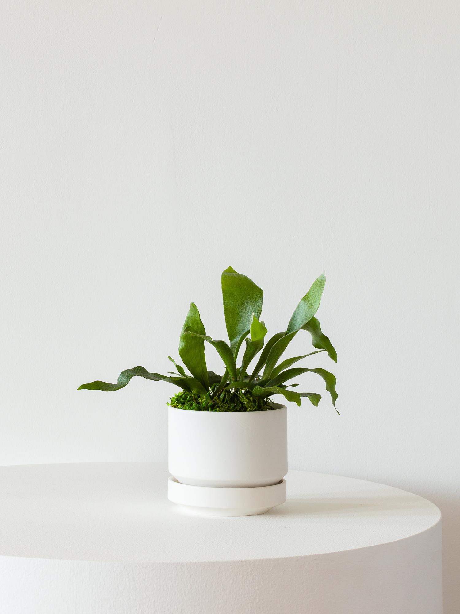 Staghorn Fern - Scandinavian - White Scandinavian Ceramic 