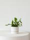 Staghorn Fern
