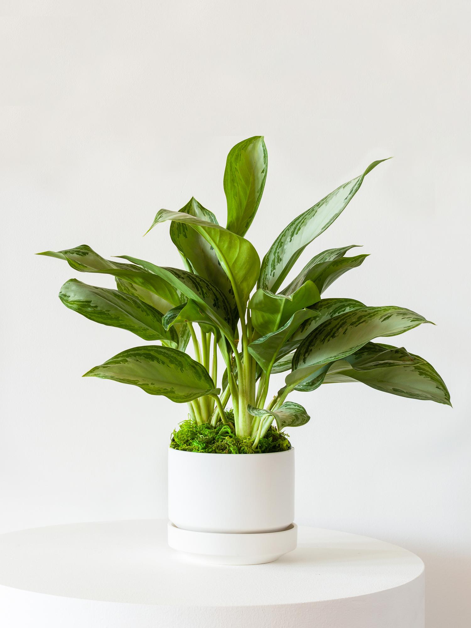Silver Evergreen
