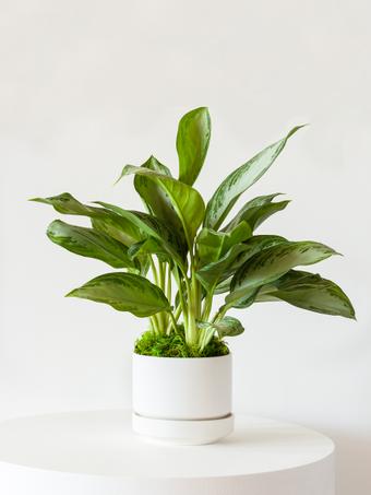 indoor plants picture