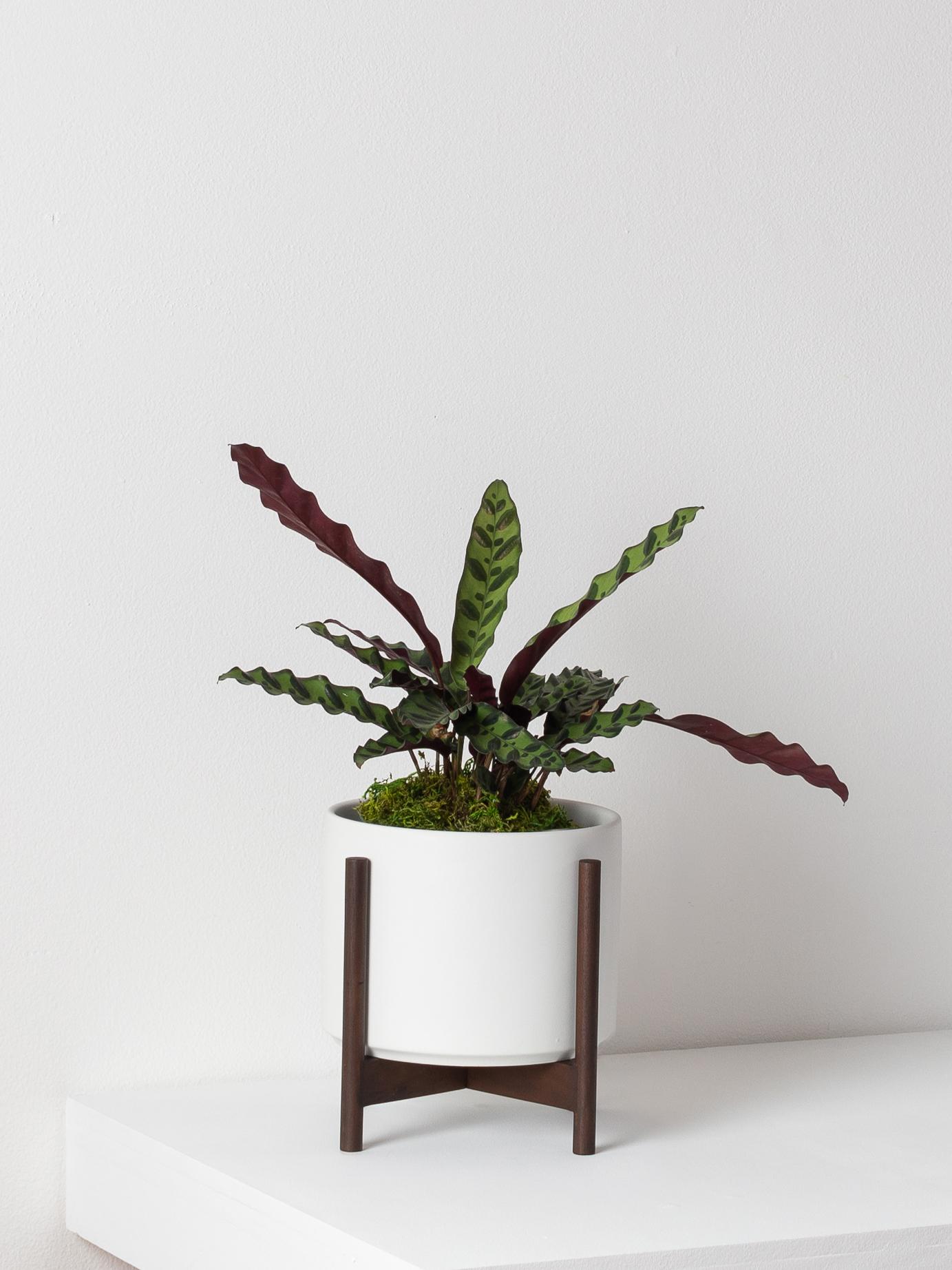 Calathea Rattlesnake - White Mid-Century Ceramic + Dark Wood Stand 