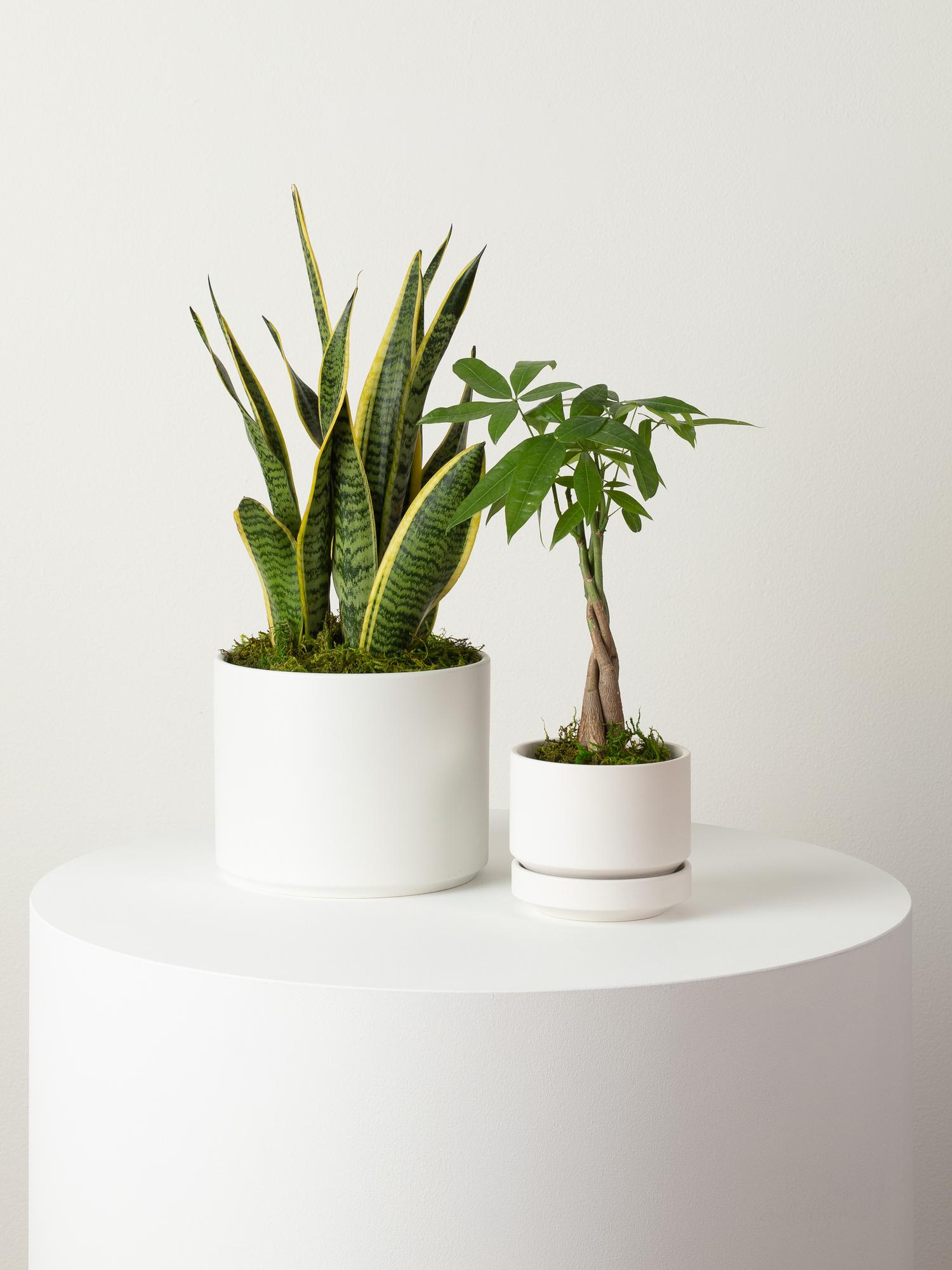 Braided Money Tree - Scandinavian