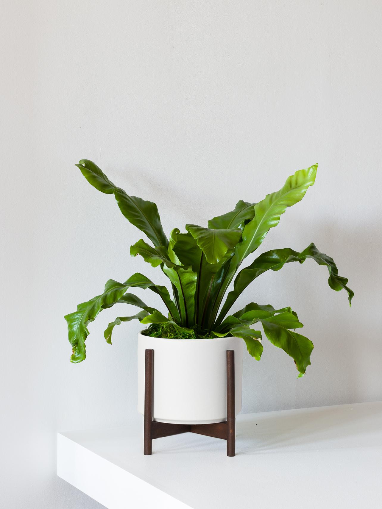 Bird's Nest Fern - White Mid-Century Ceramic + Dark Wood Stand 