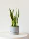 Snake Plant Laurentii