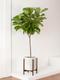 Fiddle Leaf Fig Tree