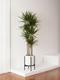 Dragon Tree