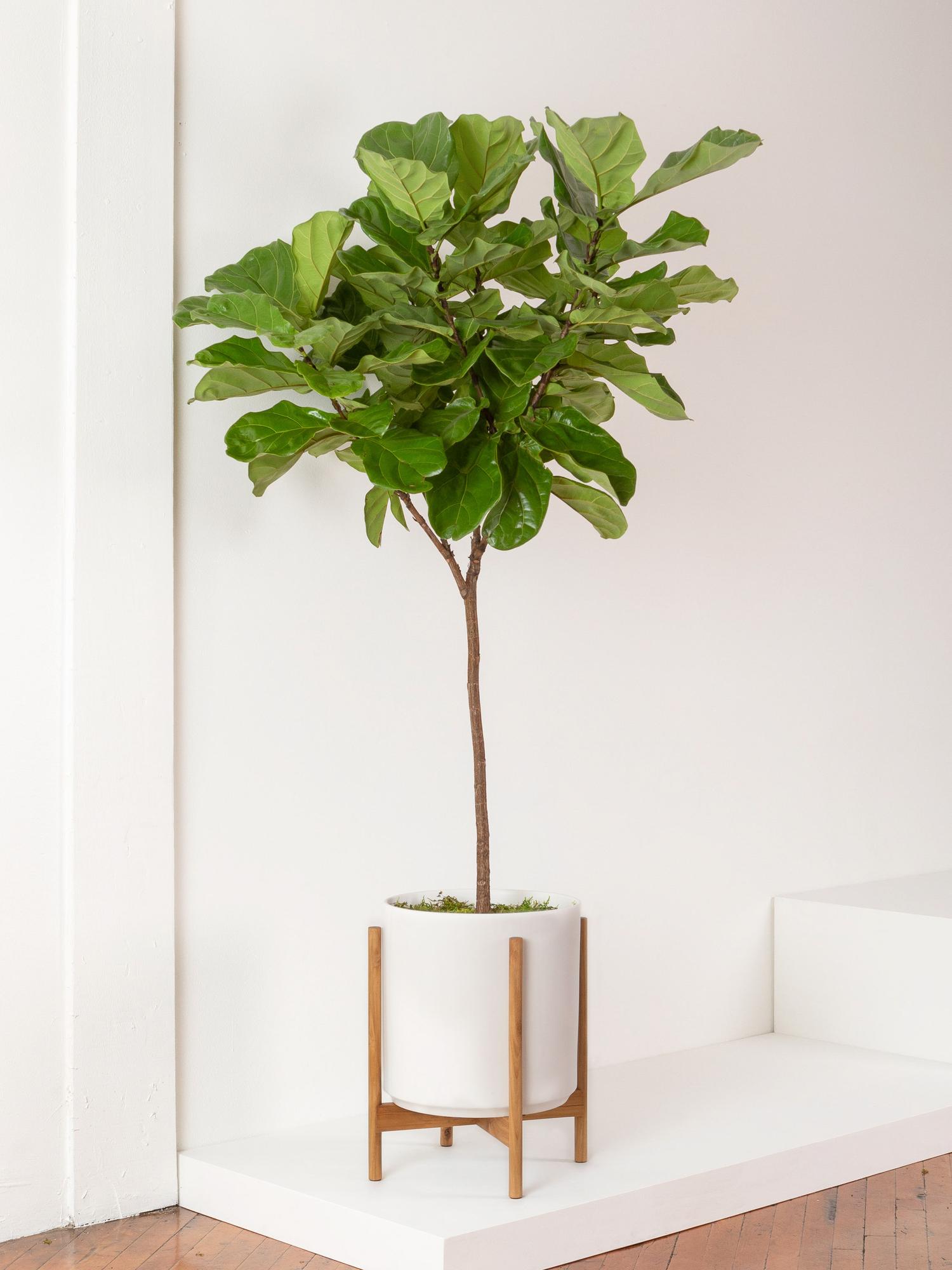 Fiddle Leaf Fig Tree - White Mid-Century Ceramic & Light Wood Stand 