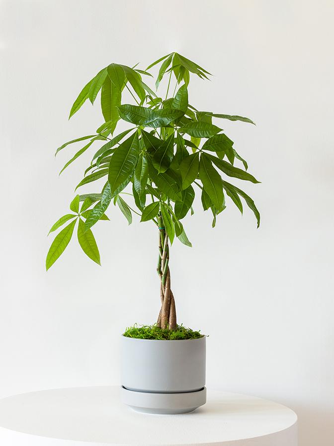 Braided Money Tree - Scandinavian - Gray Scandinavian Ceramic 