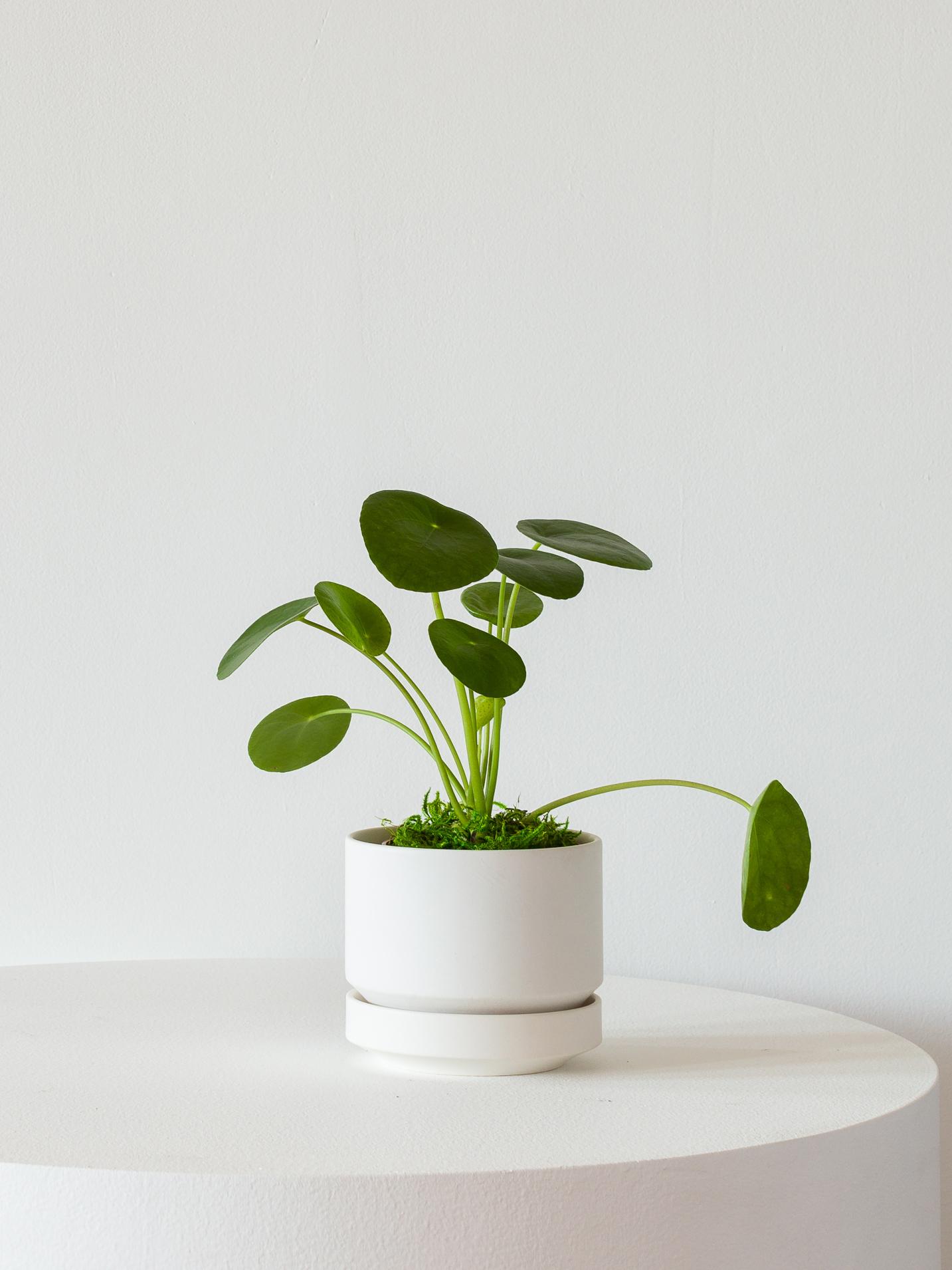 Pilea Peperomioides - Scandinavian - White Scandinavian Ceramic 