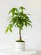 Braided Money Tree