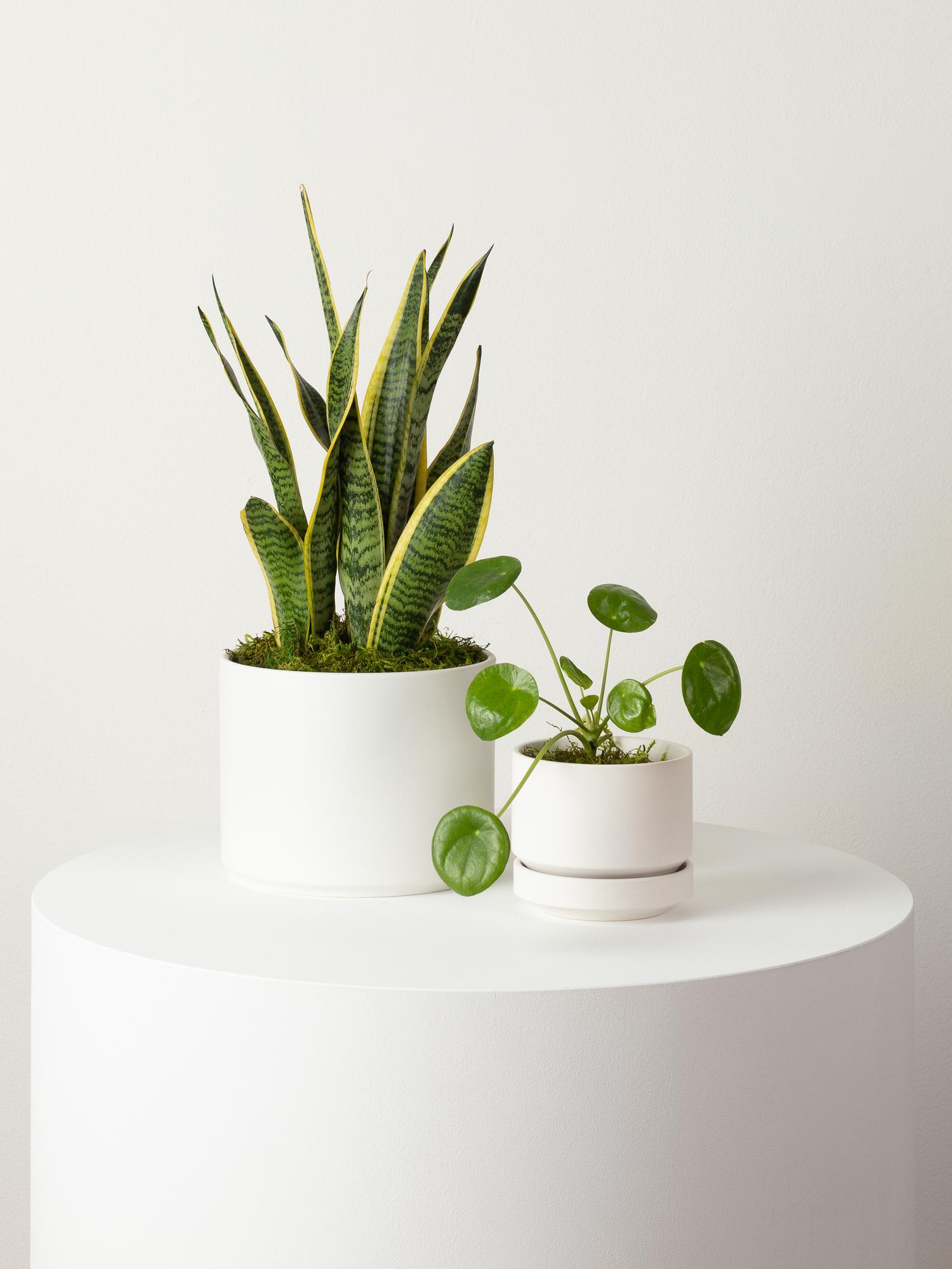 Pilea Peperomioides - Scandinavian