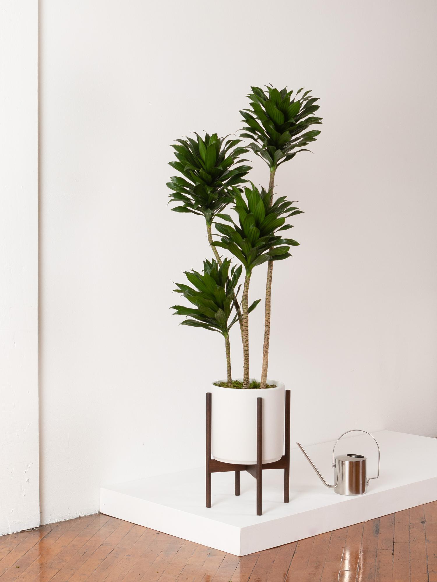 Dracaena Compacta