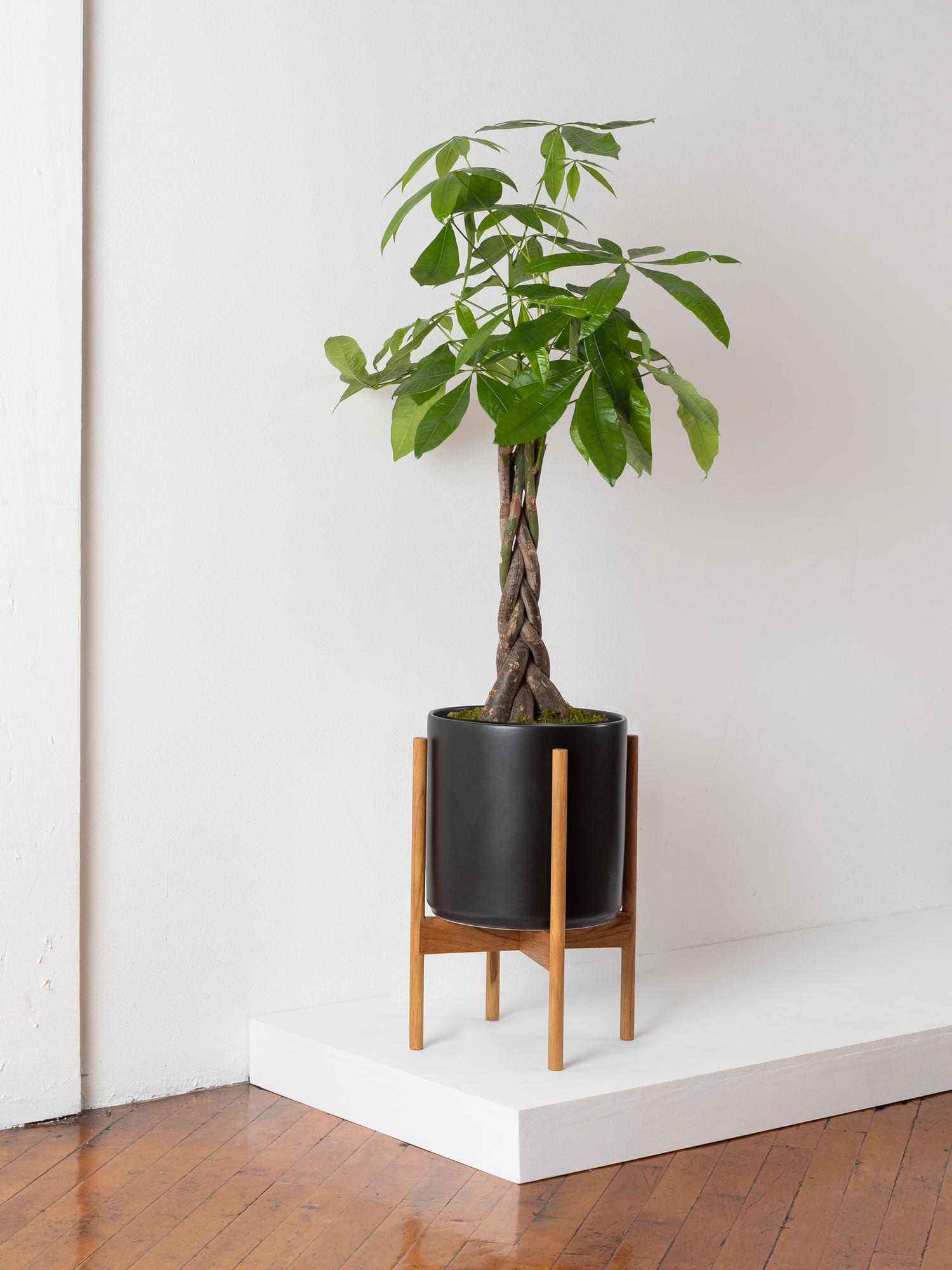 Braided Money Tree - Black Mid-Century Ceramic & Light Wood Stand 