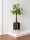 Braided Money Tree