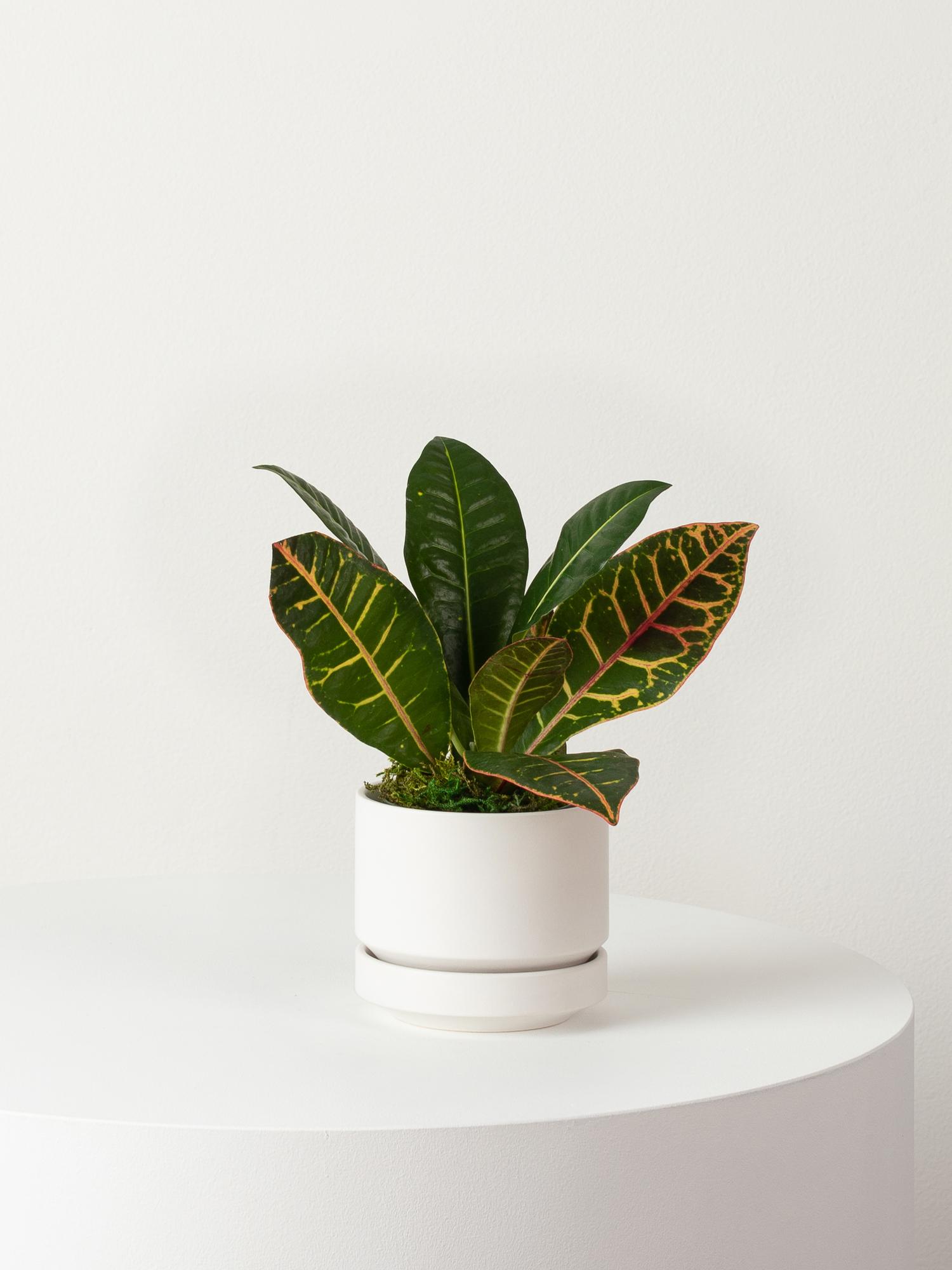 Golden Petra - Scandinavian - White Scandinavian Ceramic 