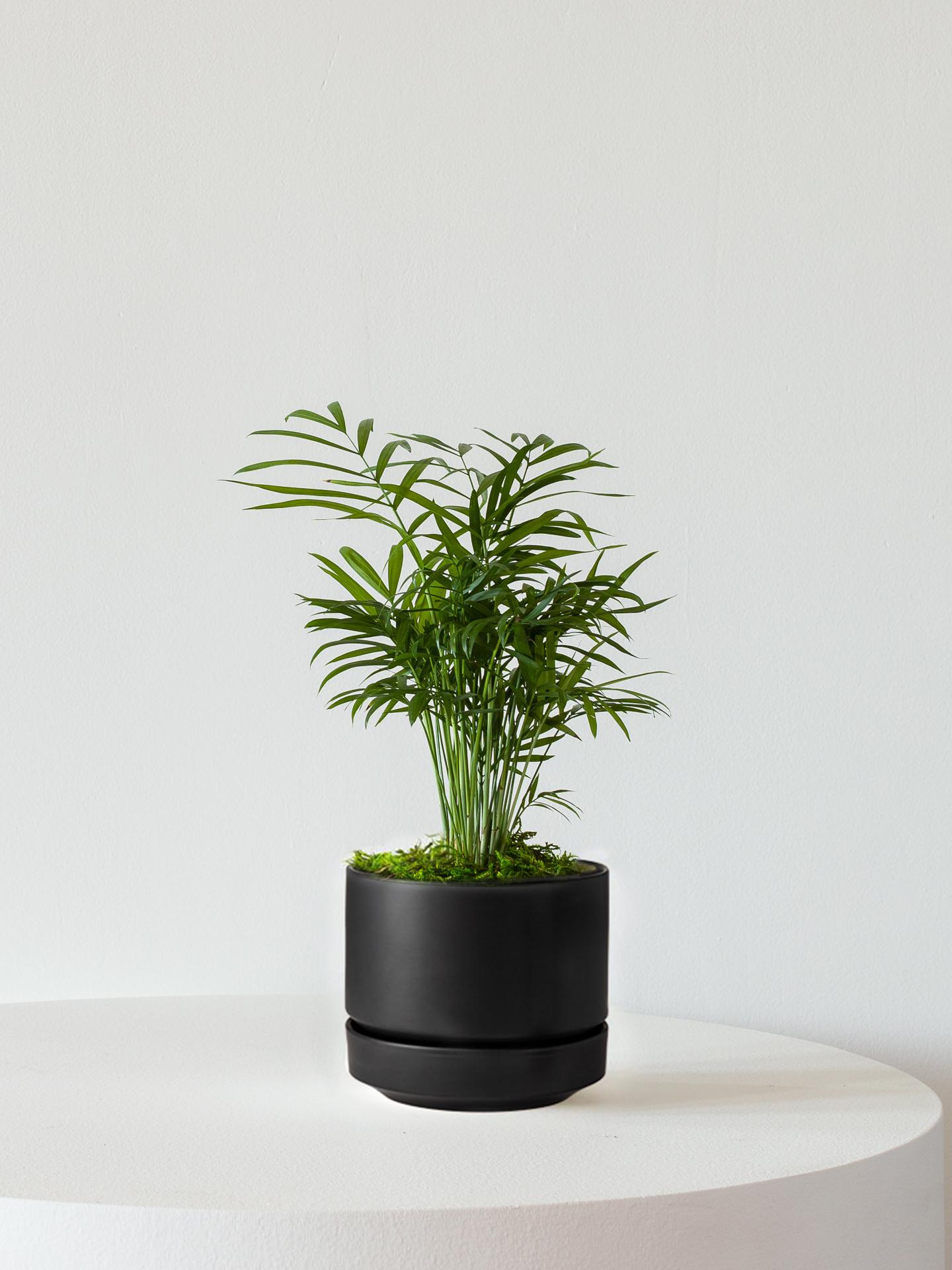 Parlor Palm - Scandinavian - Black Scandinavian Ceramic 