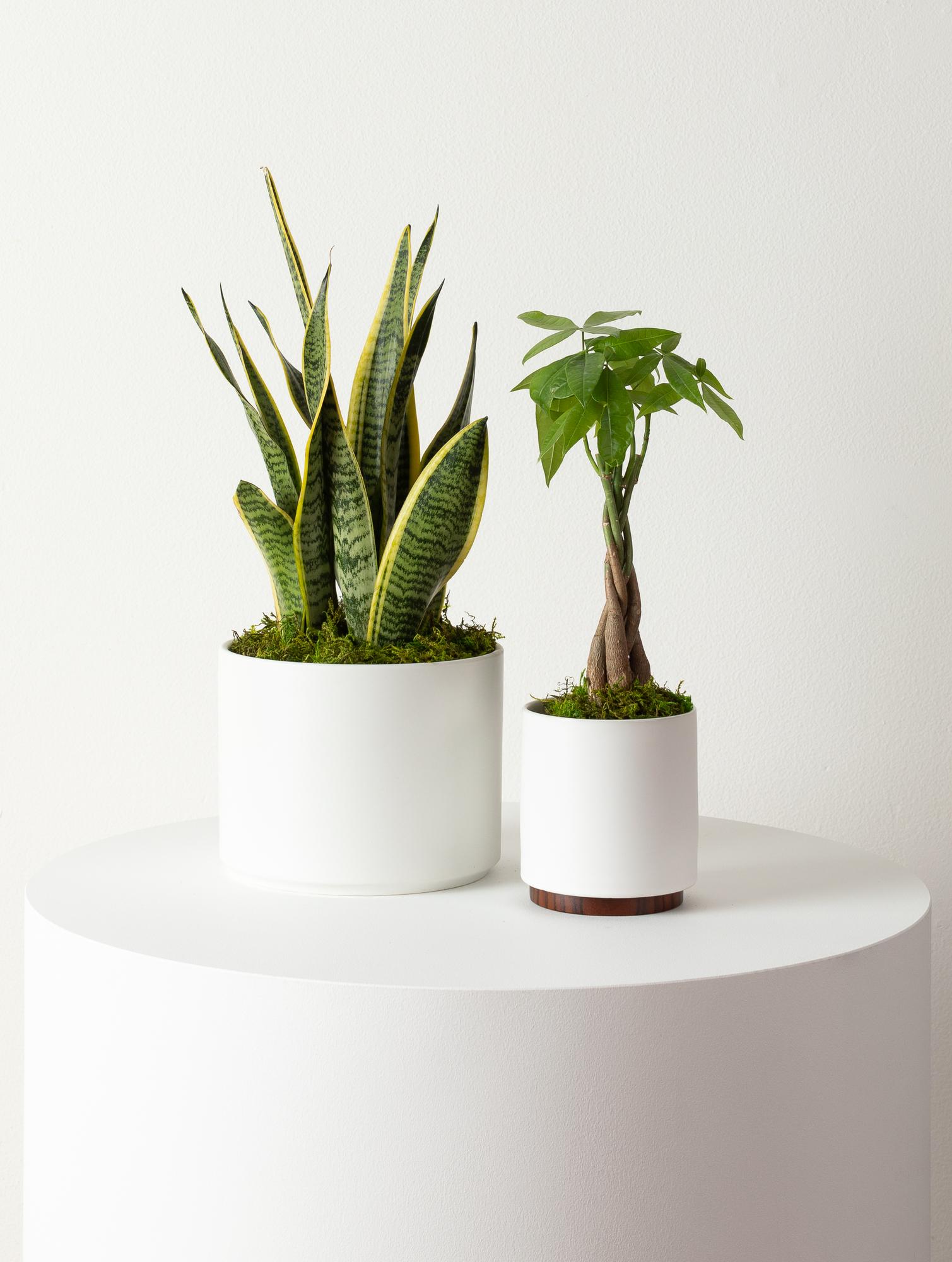 Braided Money Tree