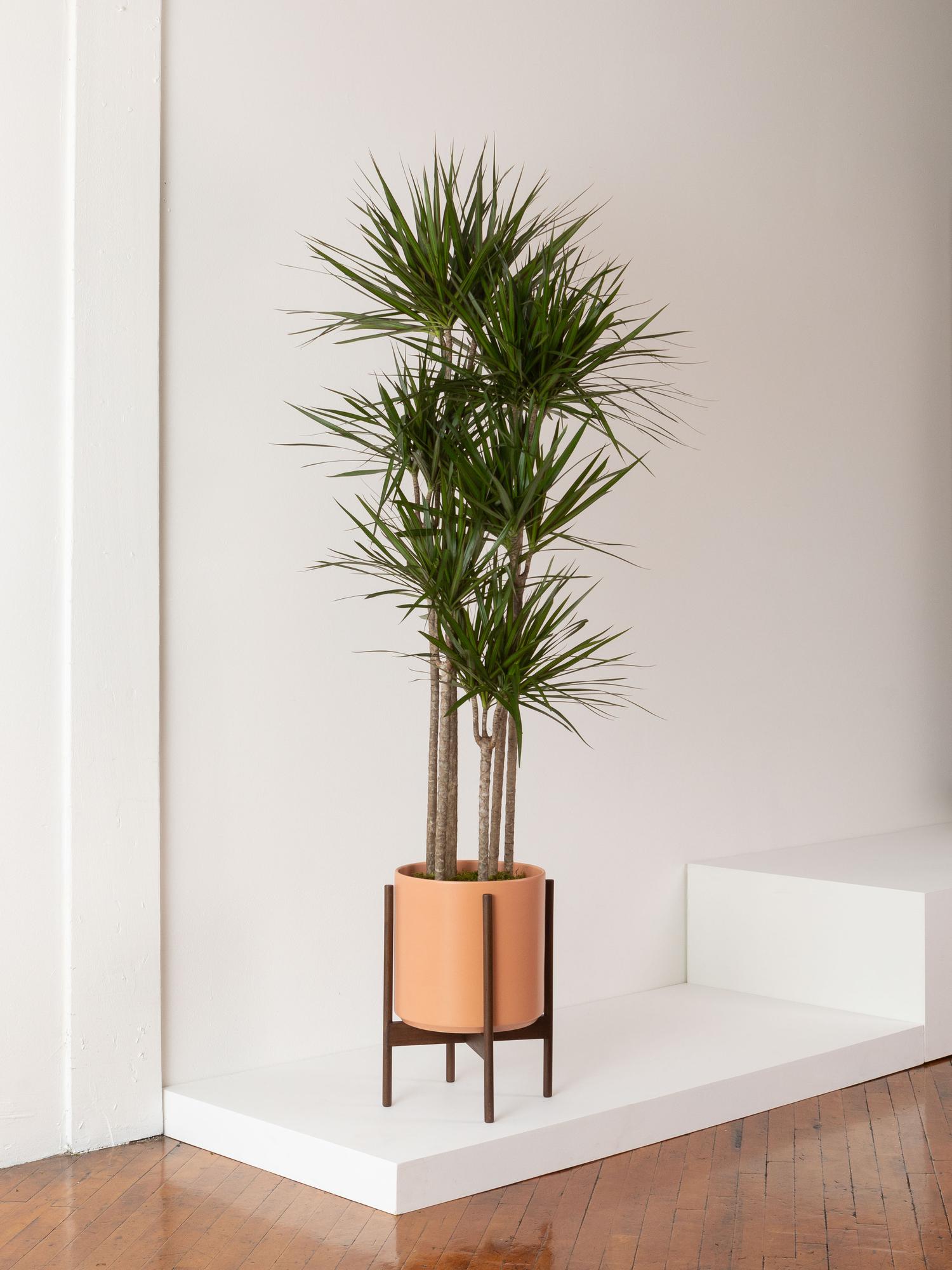 Dragon Tree Extra Large (5-6 ft tall) + Mid-Century Pot | Léon