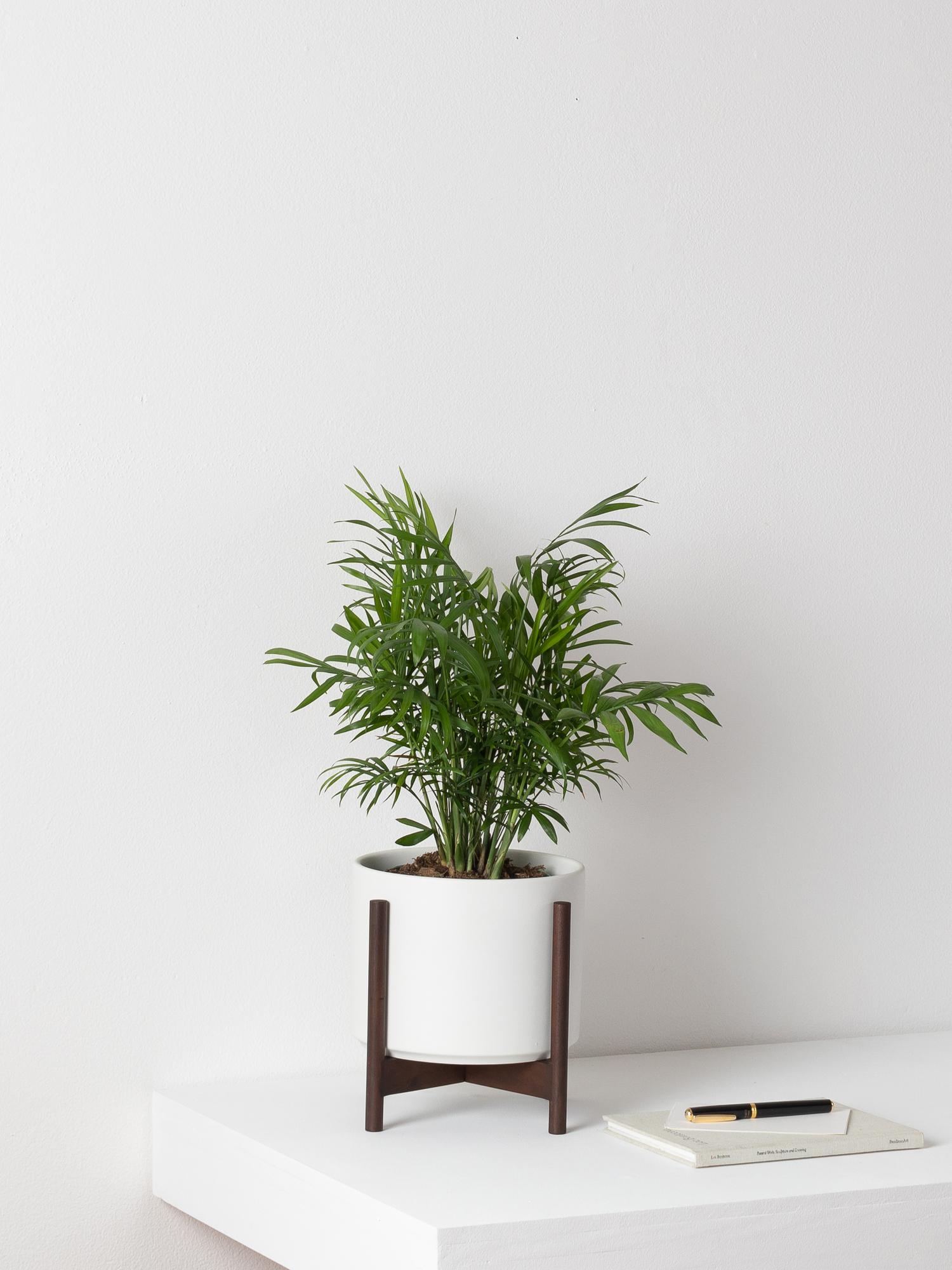 Parlor Palm