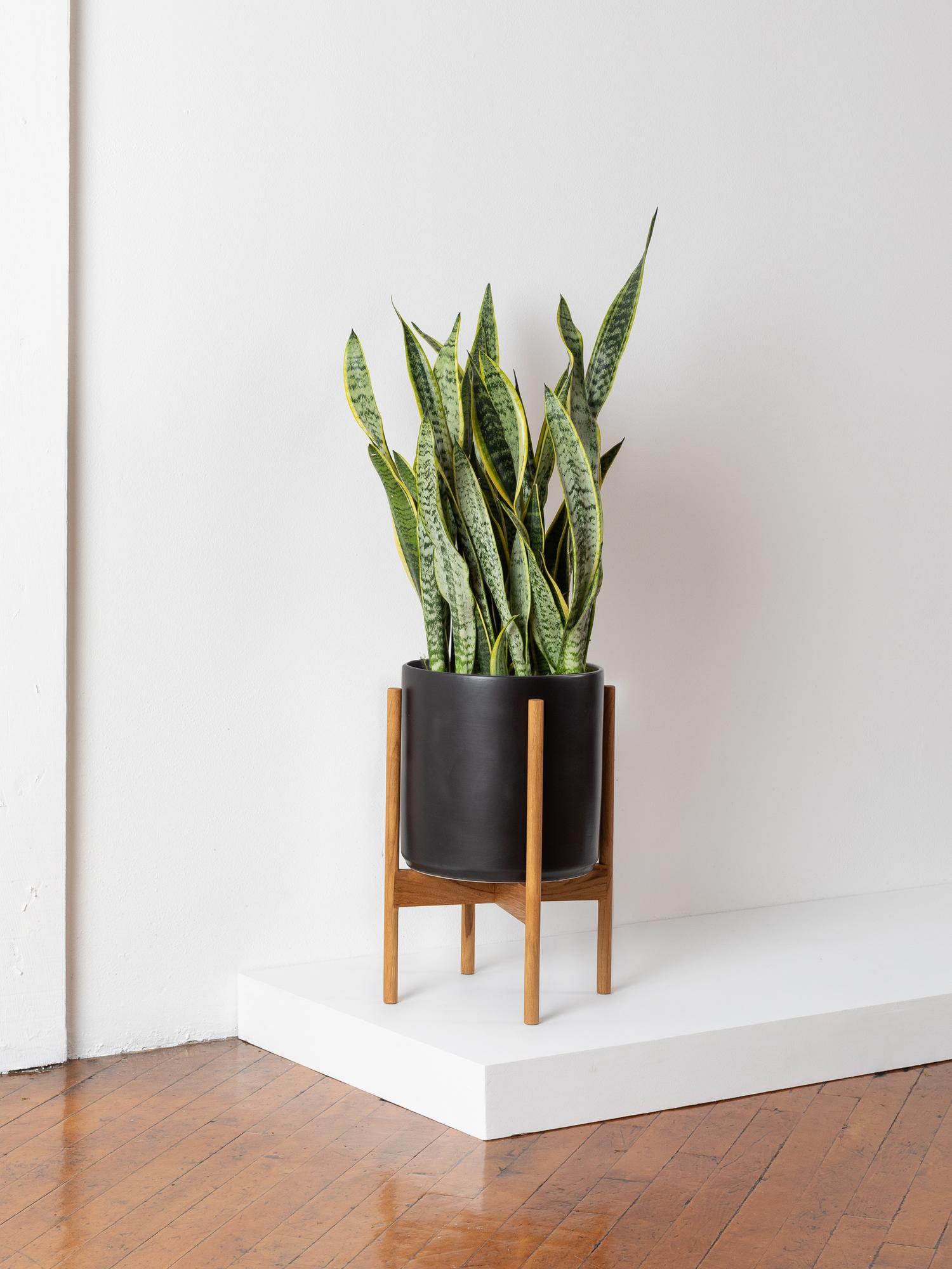 Snake Plant