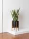 Snake Plant Laurentii