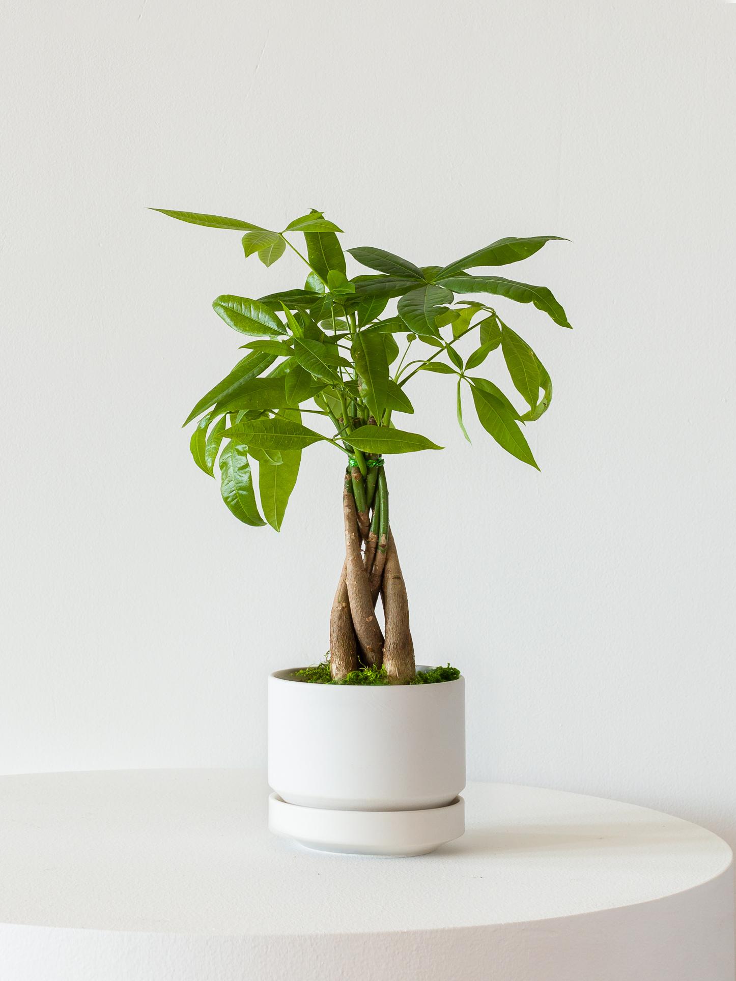 Braided Money Tree - Scandinavian - White Scandinavian Ceramic 