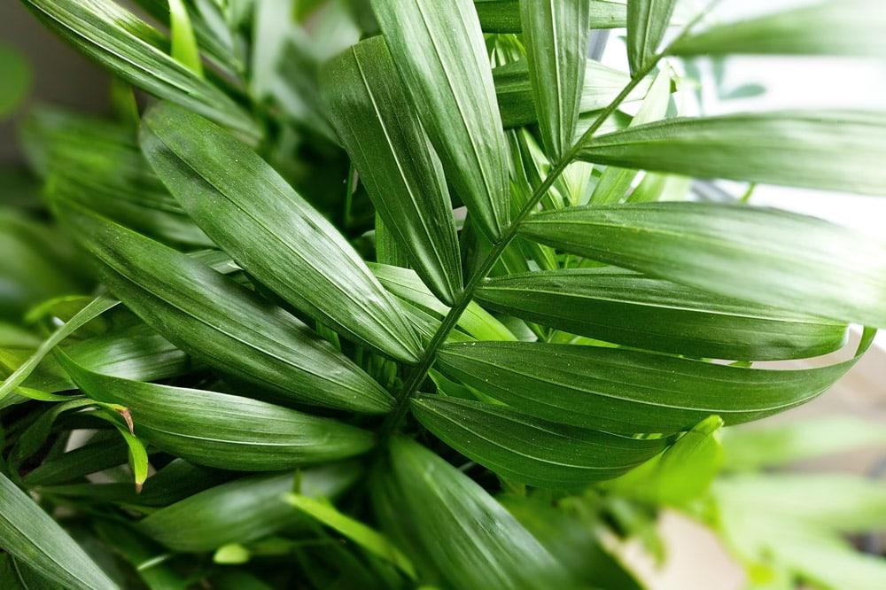Parlor Palm
