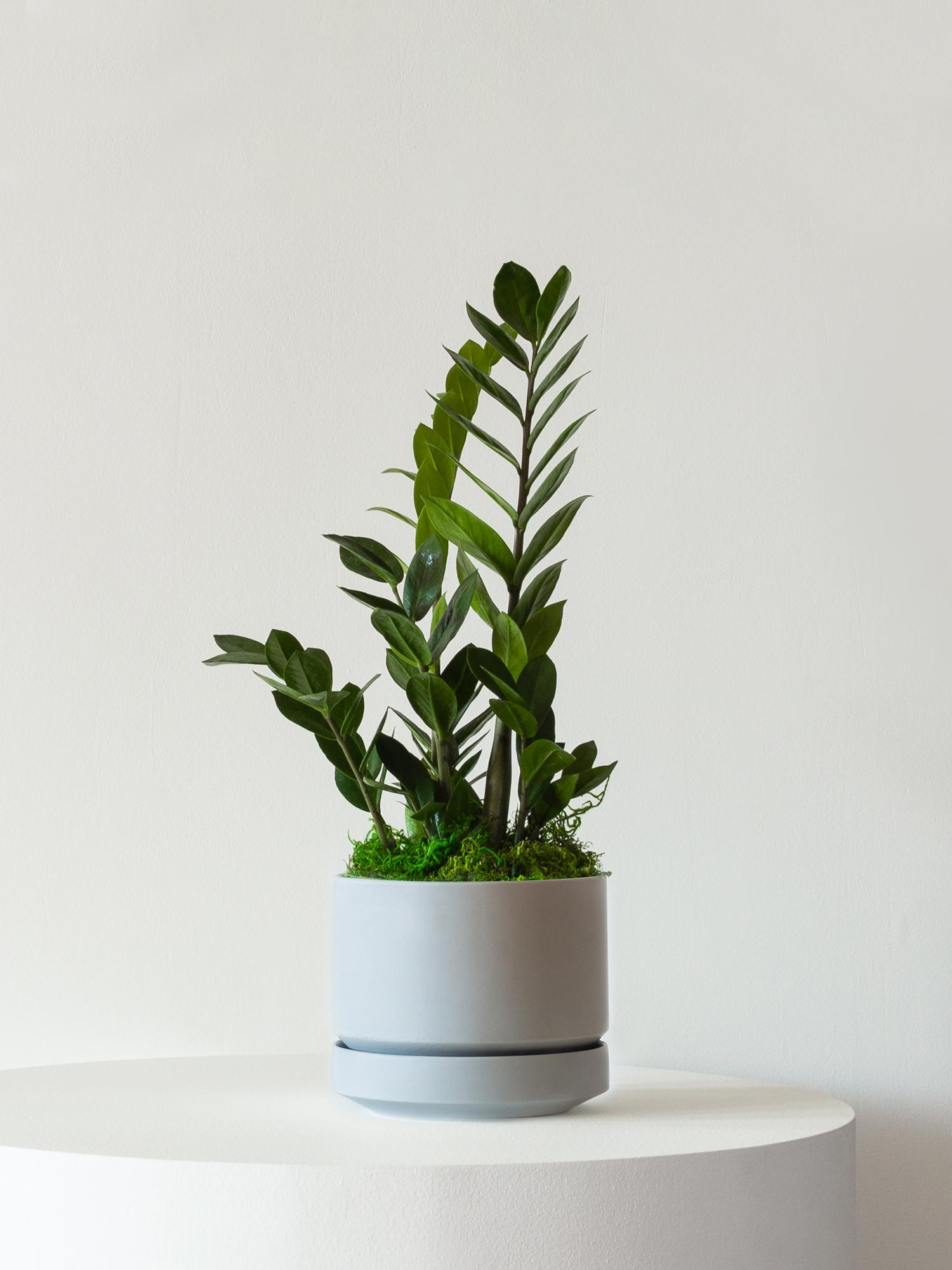 Zanzibar Gem - Scandinavian - Gray Scandinavian Ceramic 