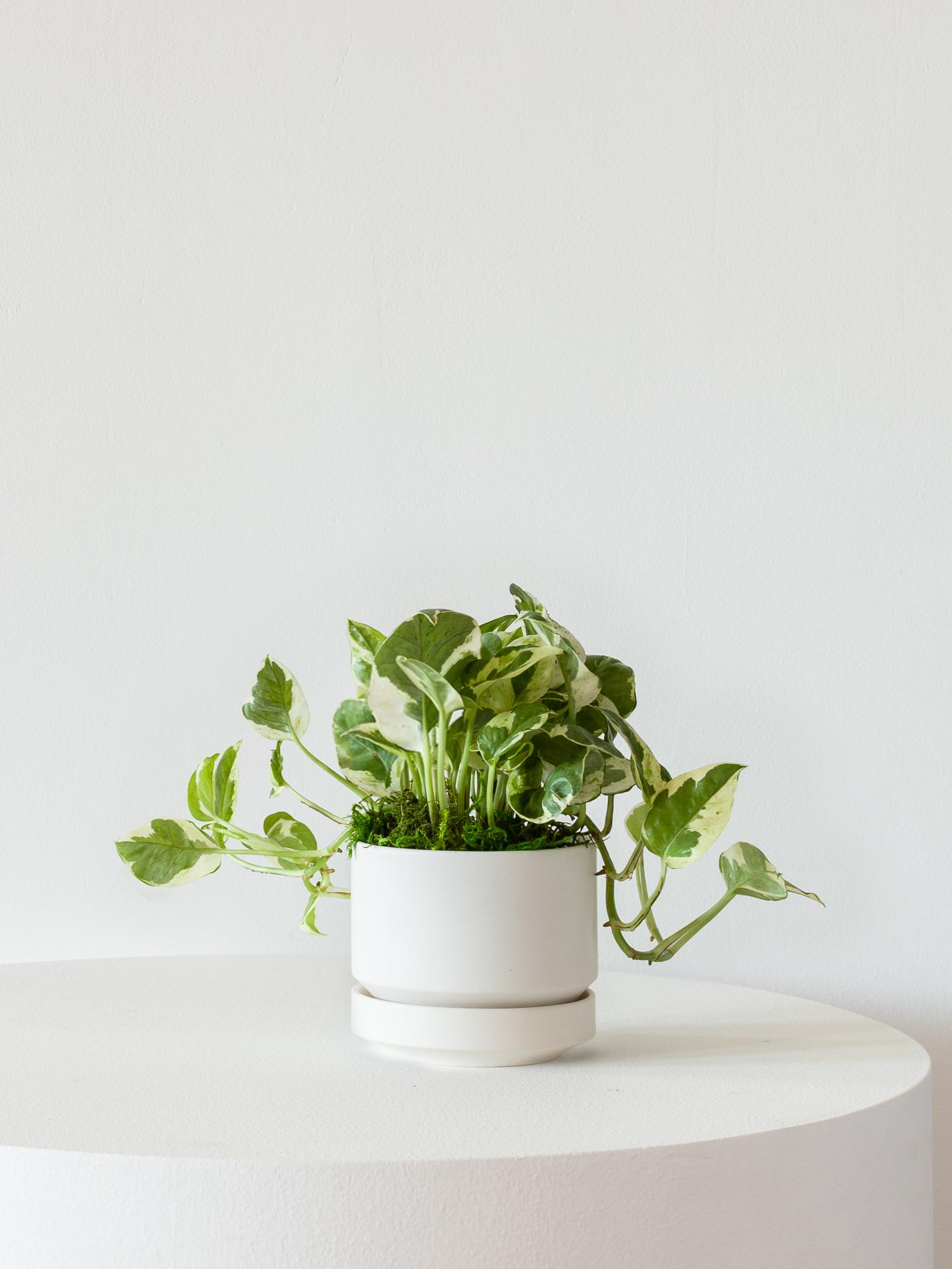 N'joy Pothos - Scandinavian - White Scandinavian Ceramic 