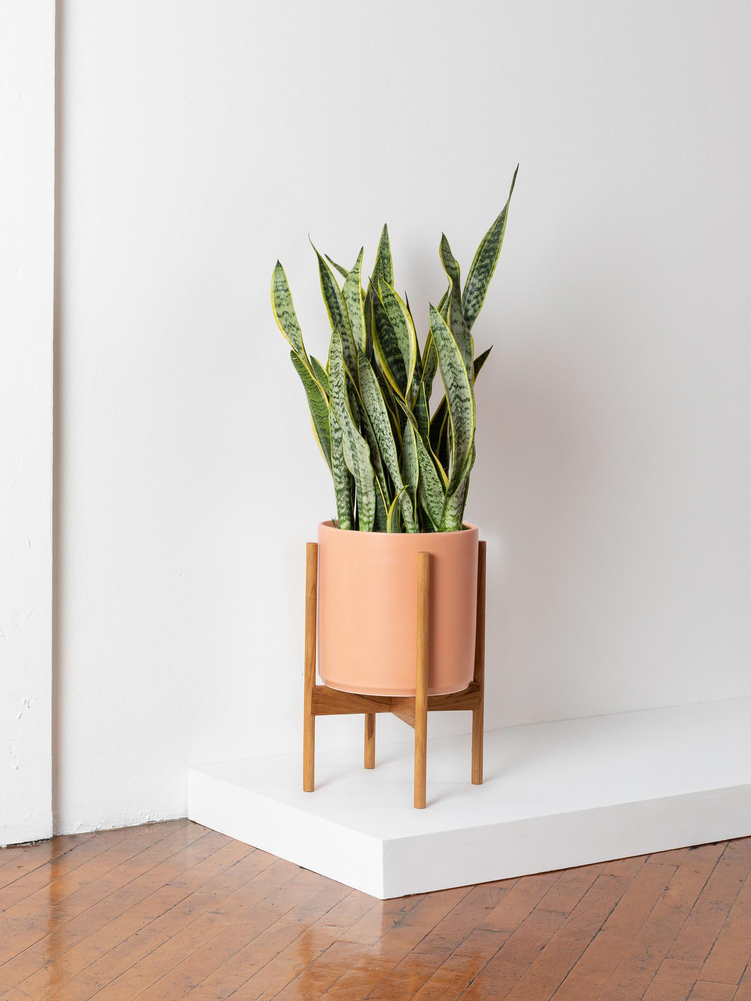 Snake Plant