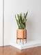 Snake Plant Laurentii
