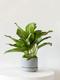 Silver Evergreen