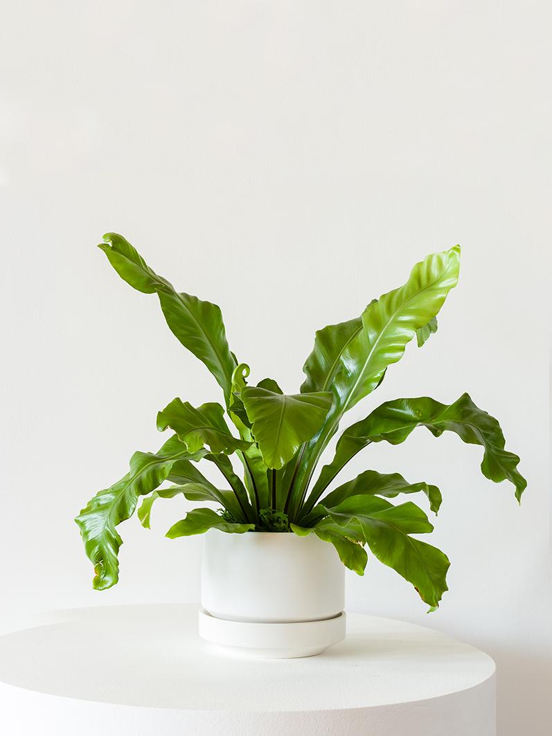 Bird's Nest Fern - Scandinavian - White Scandinavian Ceramic 