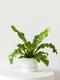 Bird's Nest Fern