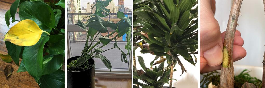 plant needs time and patience image